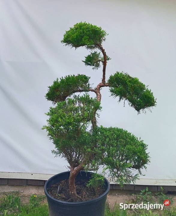 Bonsai Niwaki jałowiec sabiński TAMARISCIFOLIA podkarpackie Medynia Łańcucka