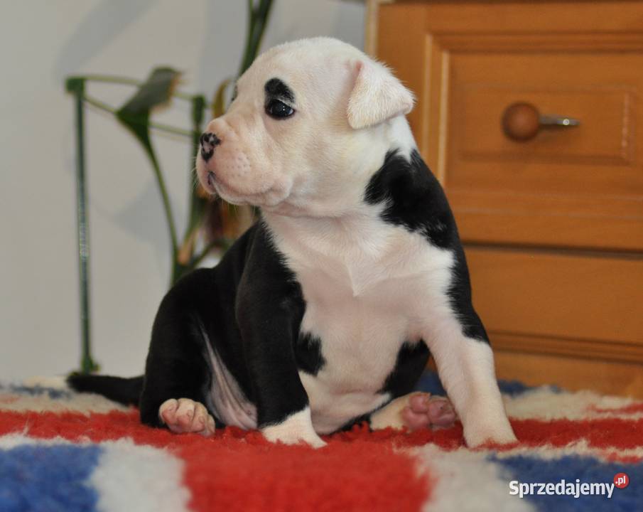 Amstaff zkwp FCI przepiękne suczki Koziegłowy