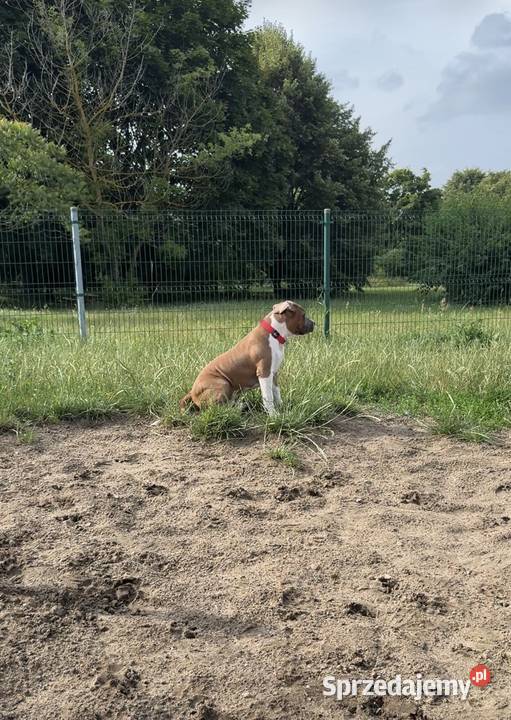 Amstaff FCI gotowy do odbioru szczeniak pomorskie Gdańsk sprzedam