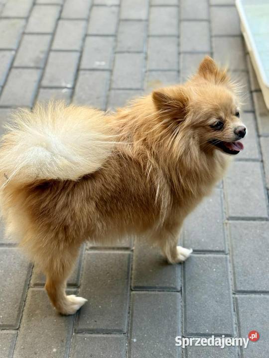 Szpic Miniturowy Kutno sprzedam