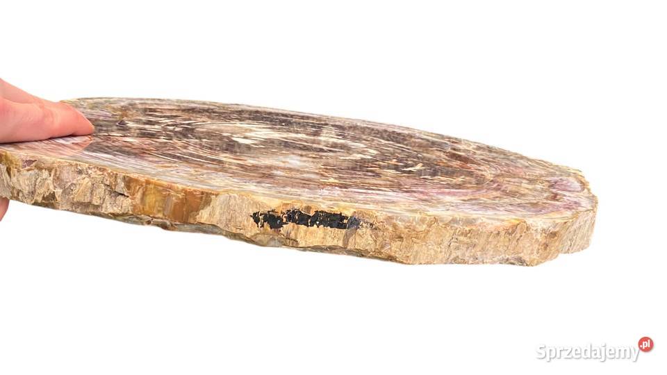 Wielkie skamieniałe drewno Madagaskar 46 x 39 Gryfice