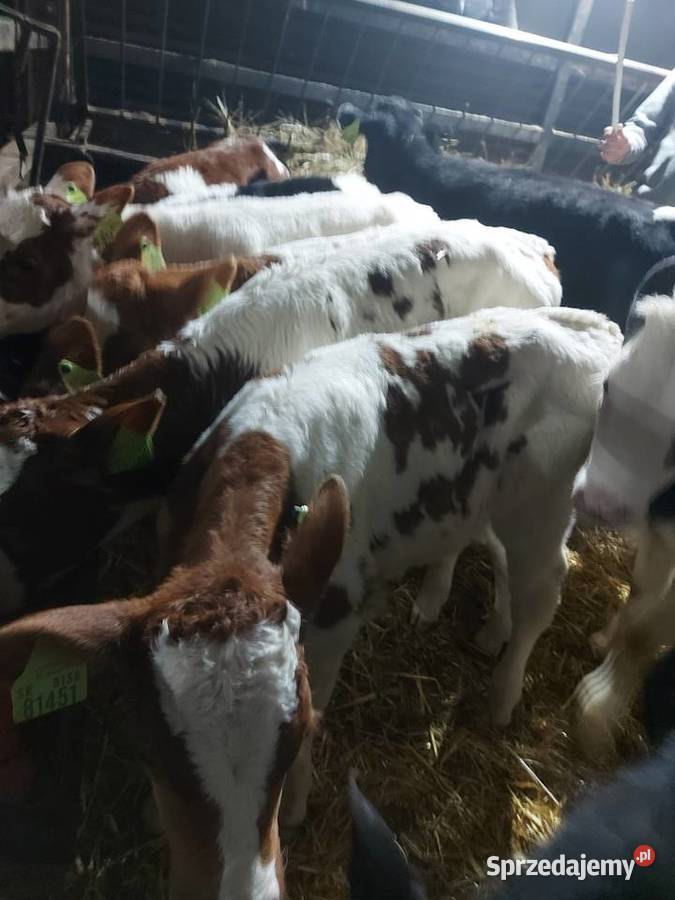 Sprzedam cielaki byczki byk Mińsk Mazowiecki