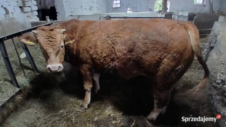 Byk mięsny limusine Lidzbark Warmiński