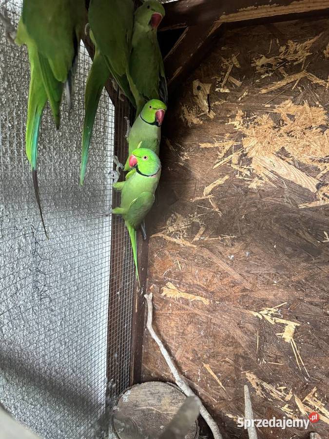 Papugi Papuga Aleksandretty Aleksandretta Zwierzęta Warszawa