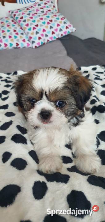 Śliczny Piesek Shih Tzu Puławy