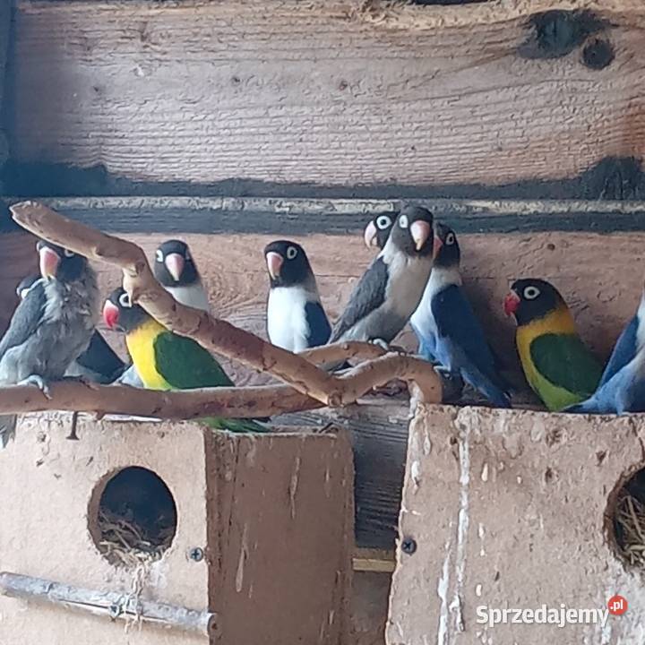 Papugi kanarki zeberki Nowe Polaszki