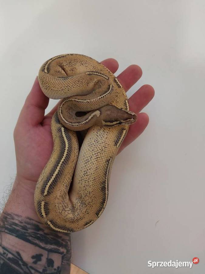 Pyton królewski węże