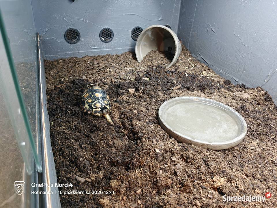 Młody żółw lamparci z terrarium wyposażenie Pruszcz Gdański