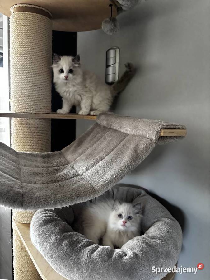 Koty Ragdoll