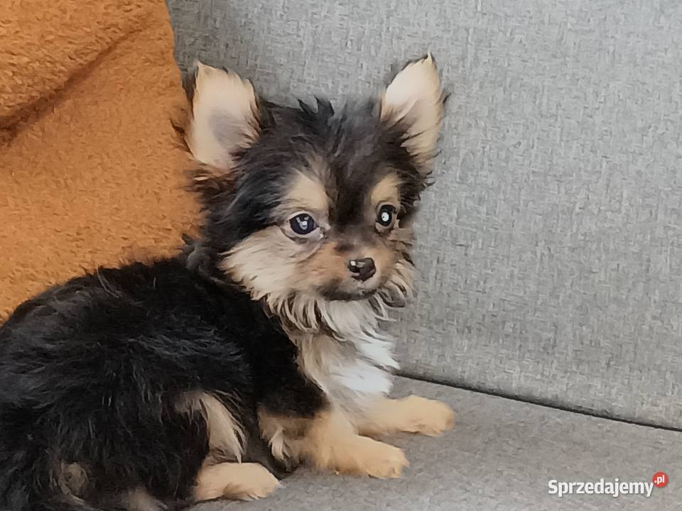 Chihuahua pieski Września