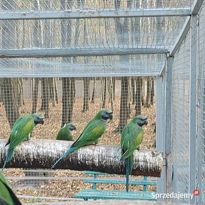 Amazonka niebieskoczelna aleksandretta chińska Wieruszów