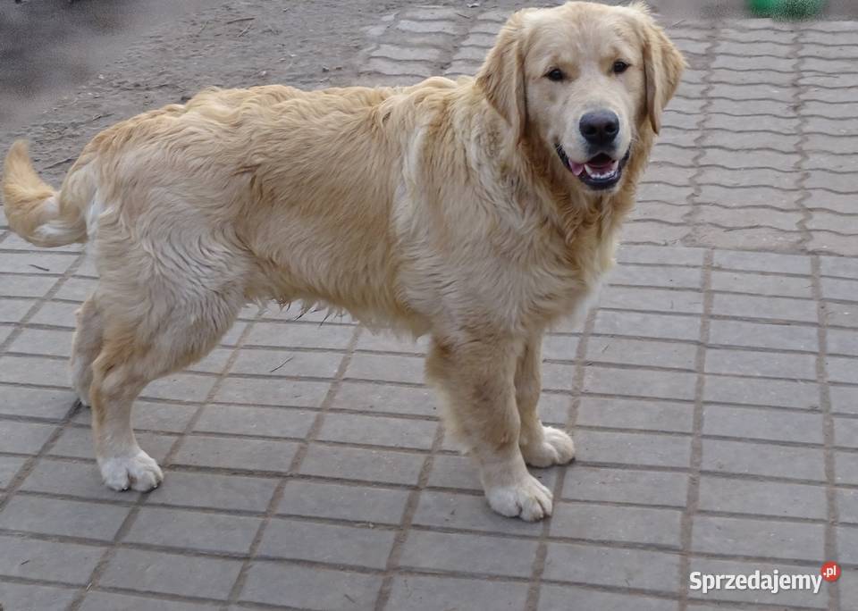 Golden retriever 7 miesięczne Przysucha sprzedam