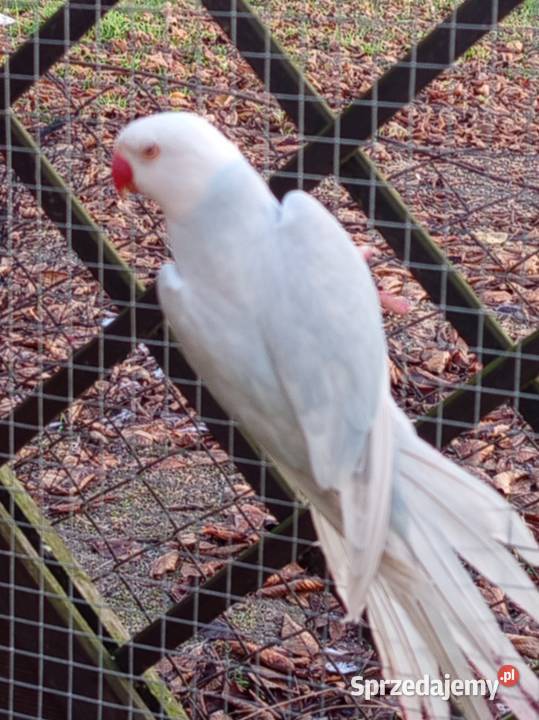 Aleksandretta samica 2024 Ptaki Ptaki Środa Wielkopolska