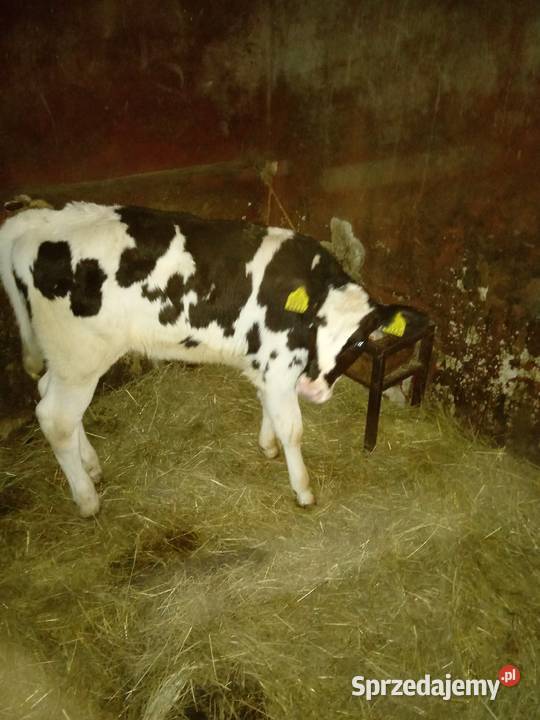 Byczek NCB Pozostałe