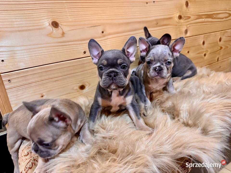 Buldog francuski Komańcza