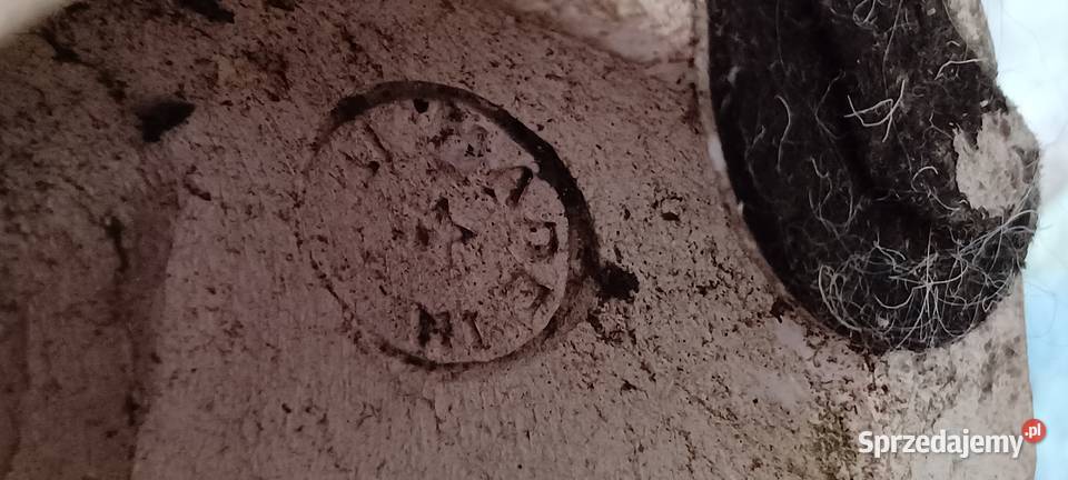 sygnow ciężki chart afgański firmy Continental Poznań