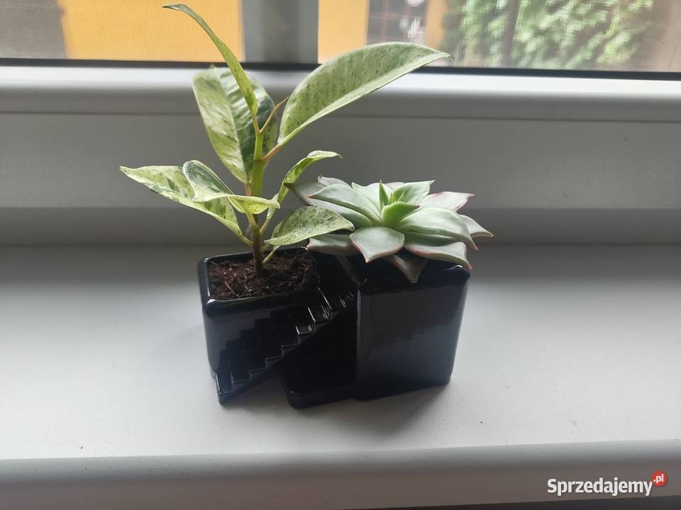 Donicze samoróbka wielkopolskie Obrzycko sprzedam