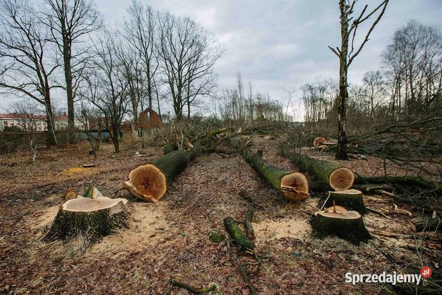 Wycinki drzew karczowanie działek prace Karczowanie i usuwanie drzew