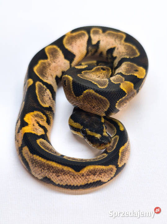 Pyton królewski Sugar Calico Python Regius Gady i płazy Warszawa