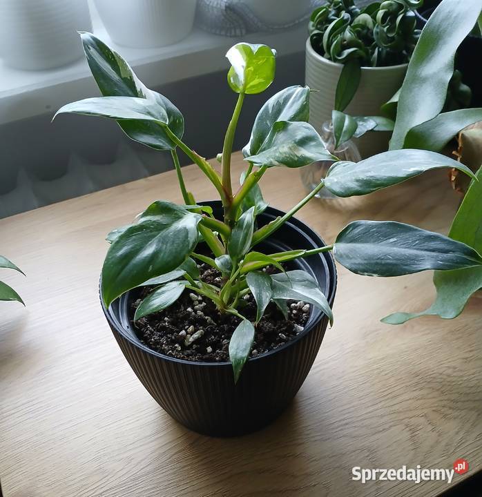 Philodendron White Princess Częstochowa