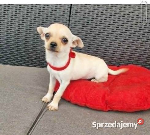 Chihuahua malutki kremowo biały piesek Częstochowa
