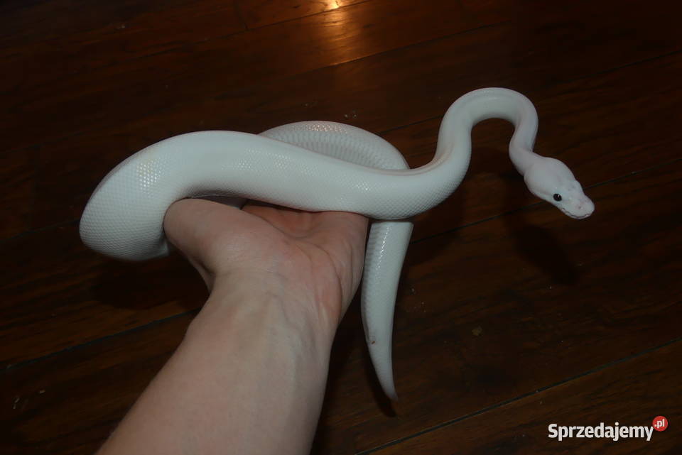 Pyton królewski super fire Sosnowiec