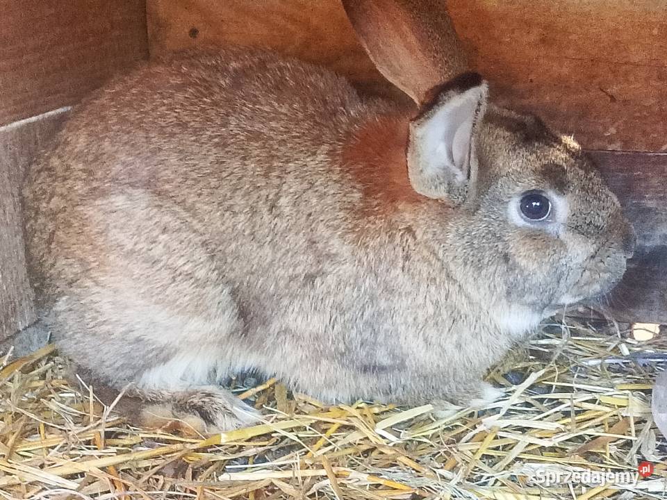 Króliki 4 samice i 2 samce świętokrzyskie Radoszyce