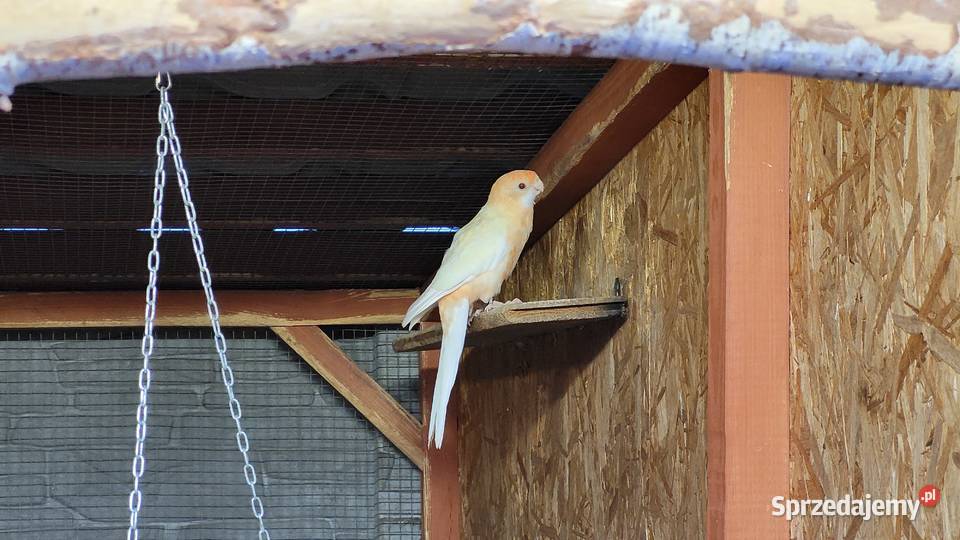 Rozelle królewskie sprzedam