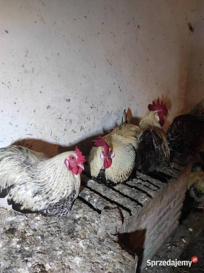 Koguty drób tanio Bochnia