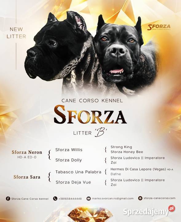 Cane Corso szczenięta na sprzedaż sprzedam