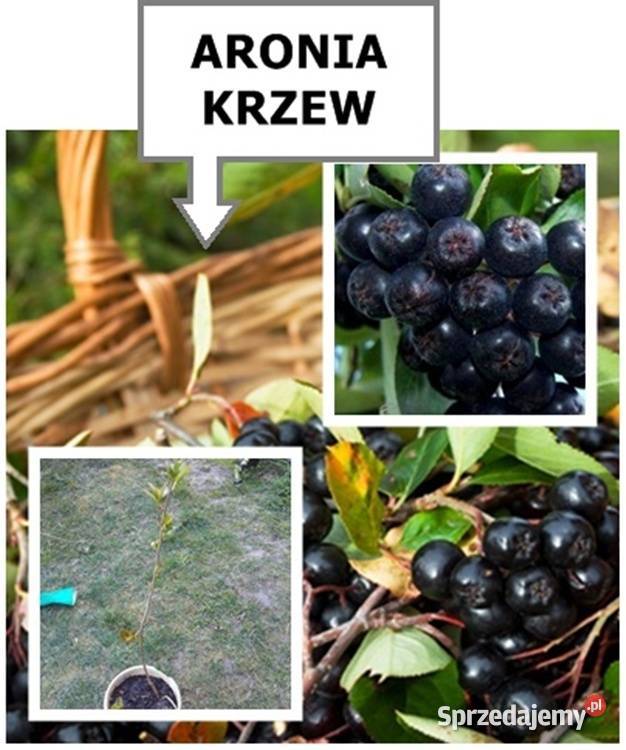 TAWUŁA JAPOŃSKA krzew ozdobny inne roślinyWYSY Rośliny Łódź sprzedam
