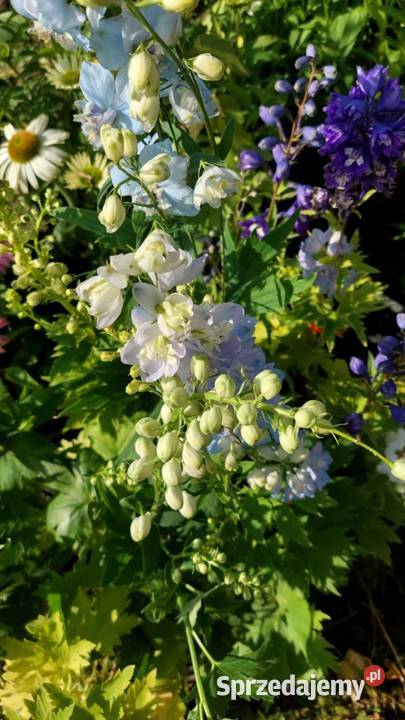 Byliny Rabatowe lubelskie Jaszczów-Kolonia