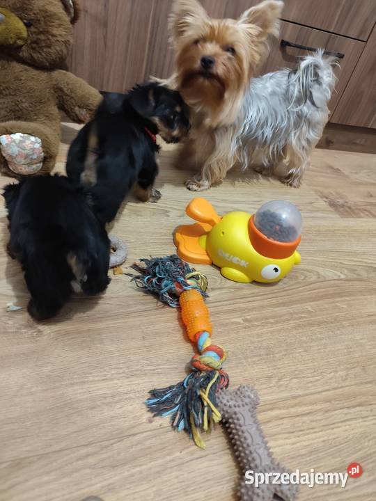 Yorkshire Terrier Bakałarzewo