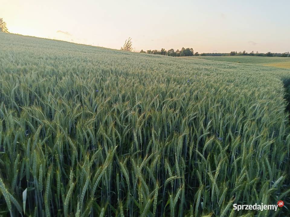 Sprzedam zboże pszenżyto Tributo czyszczone Starogard Gdański sprzedam