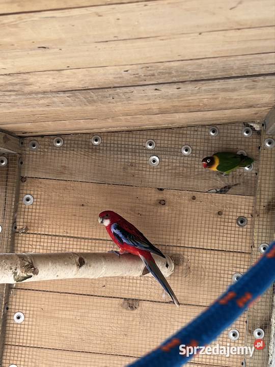 Sprzedam papugi wielkopolskie Kalisz