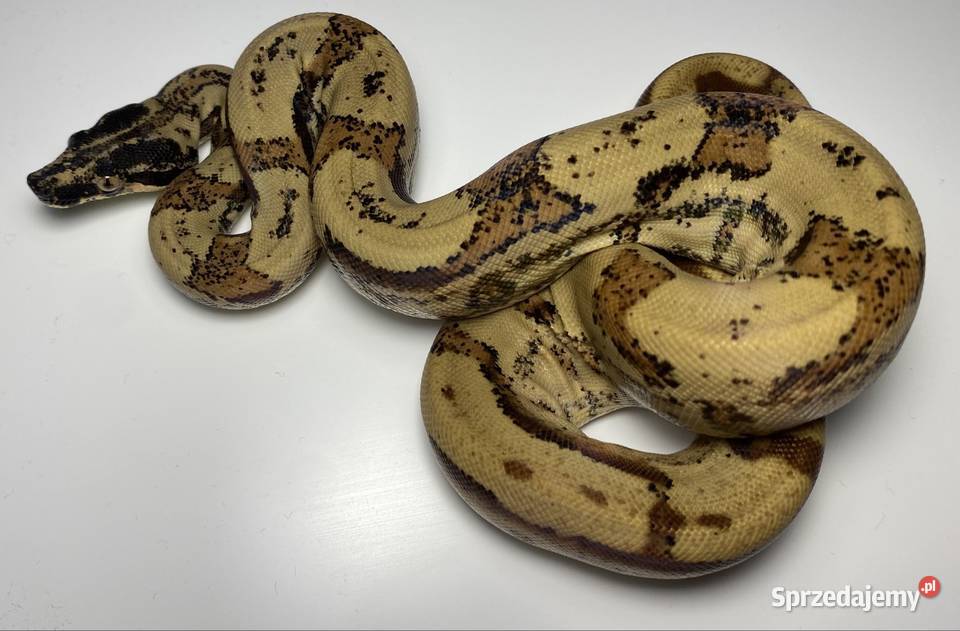 Węże boa cesarskie samice i samce