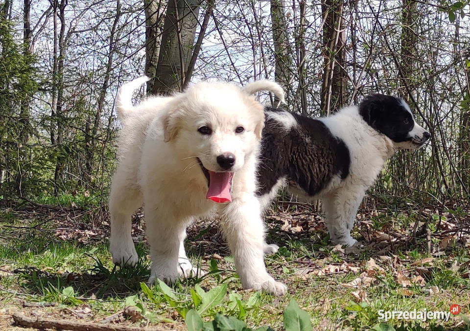 Rasowa suczka XJA eered Border Collie z pełną Pozostałe Iwonicz sprzedam