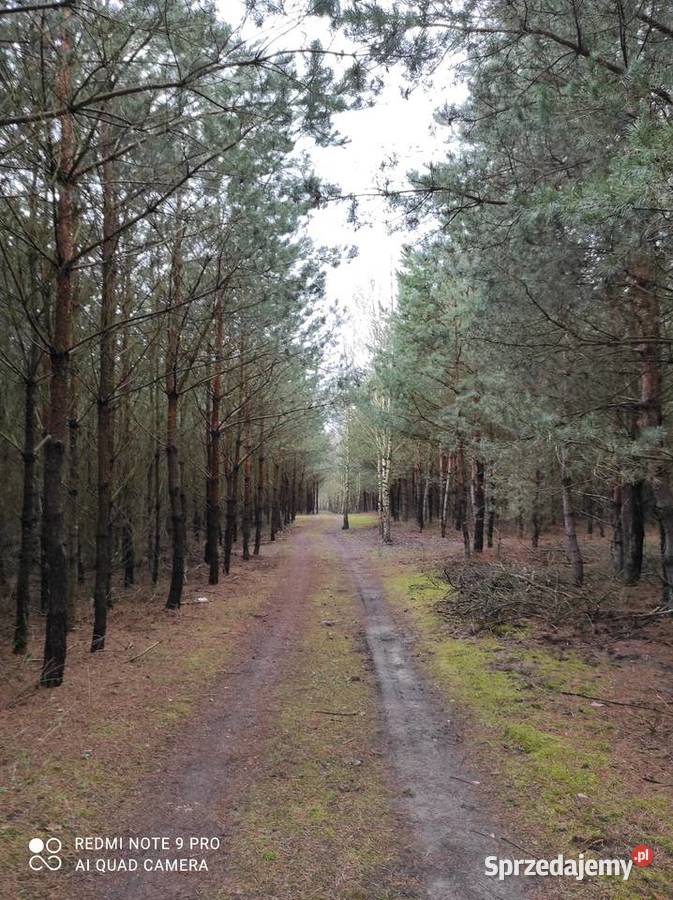 Las do przecinki i zbioru własnych grzybów i 52774zł/m2 Sprzedaż Służewo-Pole sprzedam