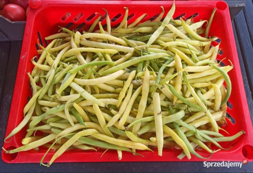 Warzywa ogórki pomidory cebula koper fasolka Kaniwola