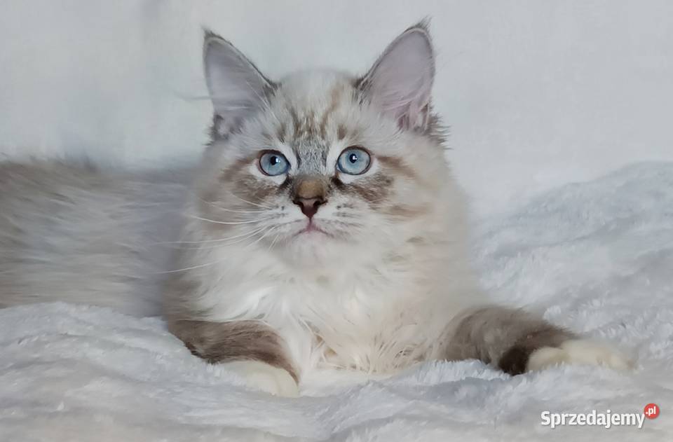 Koty Syberyjskie Neva Masquerade LORD Kwilcz
