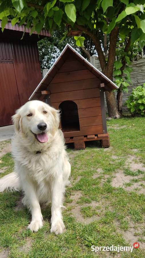 Buda psa ocieplana Pozostałe Wiązownica