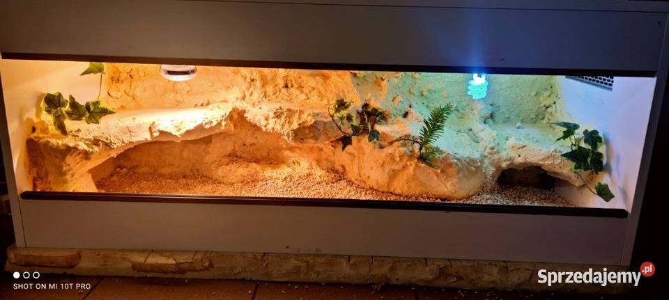 Okazja terrarium agamy brodatej gekona Zgierz