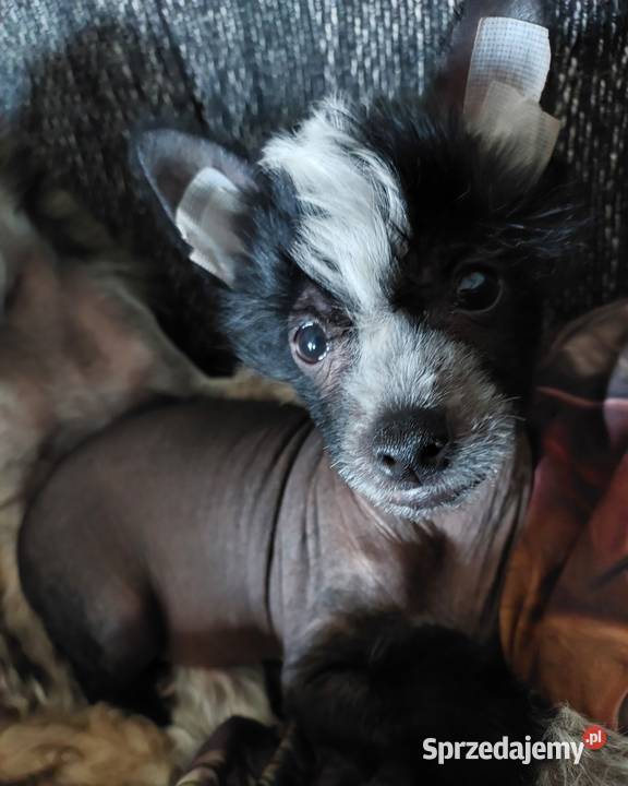 Chiński Grzywacz ZKwPFCI samiec THL Grzywacz Chiński Czarna Dąbrówka