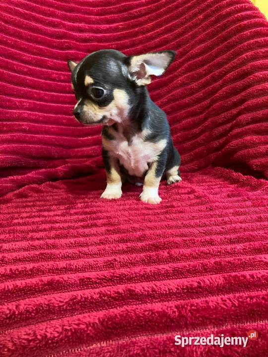 Śliczny piesek chihuahua Chihuahua Płońsk