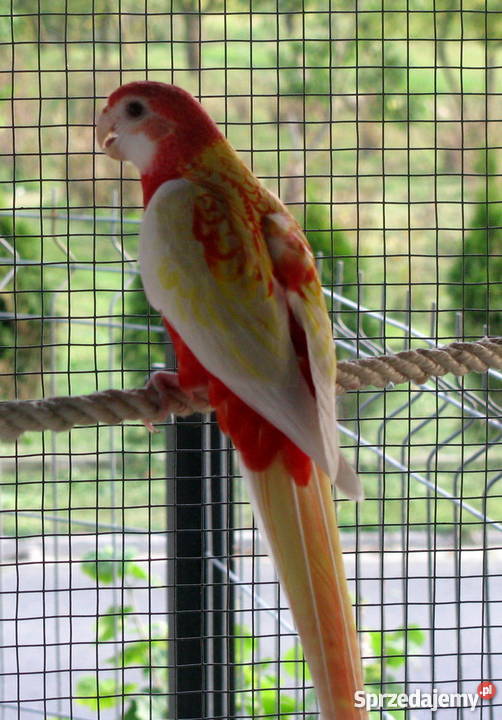 Papuga papugi rozella białolica rubino łódzkie Wieluń
