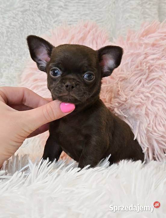 Malutki Piesek Chihuahua Poznań