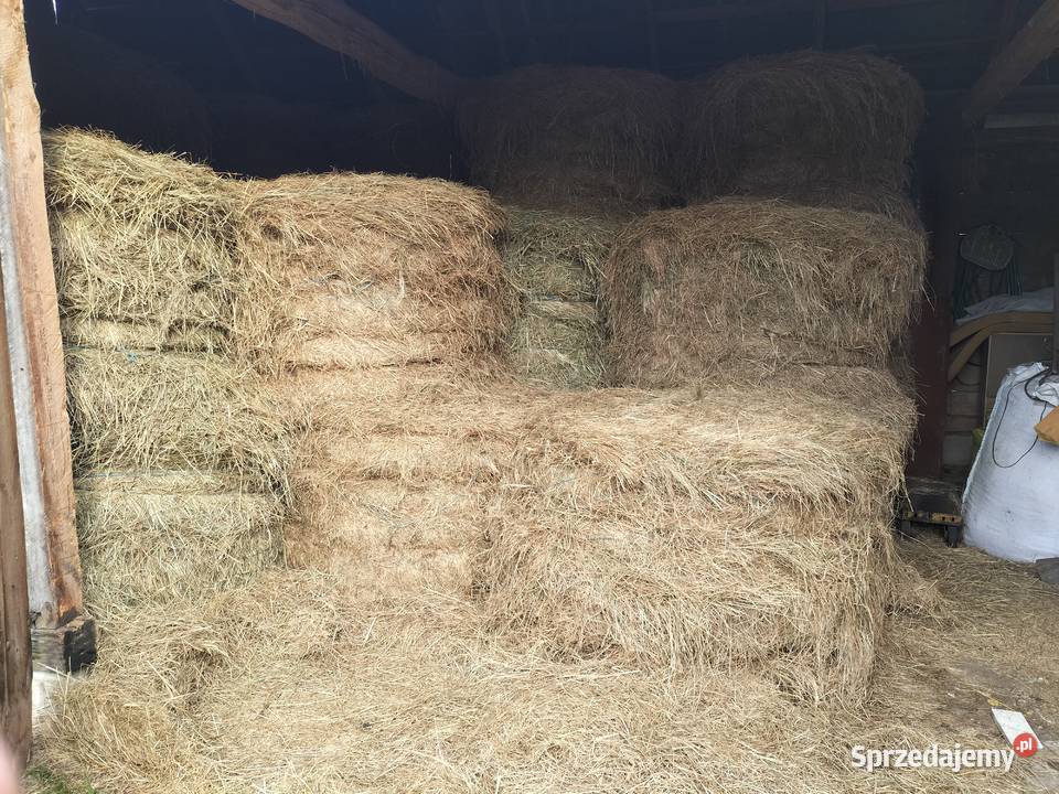 Sprzedam bele siana Sycyna sprzedam