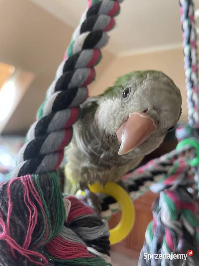 Papuga mnich nizinny sprzedam