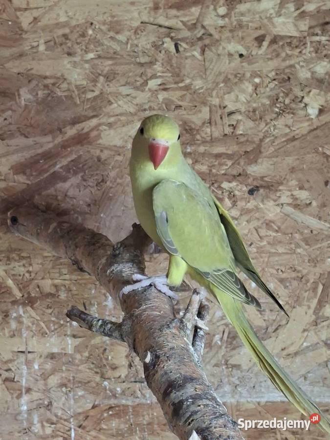 Aleksandretta obrożna podkarpackie