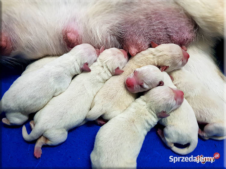 Labrador żółtebiszkoptowe szczenięta ZKWP FCI Chynów